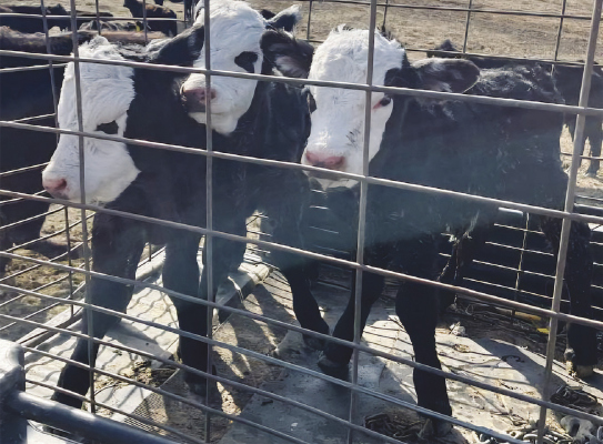 Triplet calves born at Brugger farm