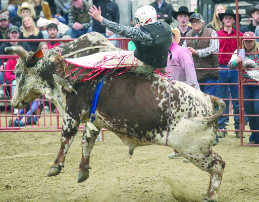 Rider hangs on tight.
