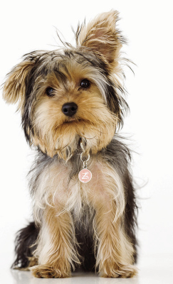 Dog vaccination clinic to be held March 16