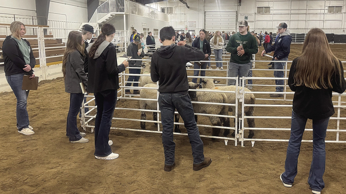 FFA MEMBERS from several schools judging sheep in the District Livestock Judging Contest at Central City. Boone Central Junior team placed third and qualified for state.