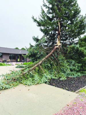 Tree struck by lightning