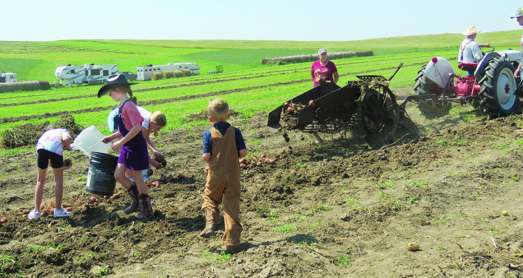 FRESH POTATOES -- Children fill bags and buckets with potatoes from Dave Wilcox’s potato digger at the Nebraska STate Antique Tractor &amp; Horse Plowing Contest last Sunday.