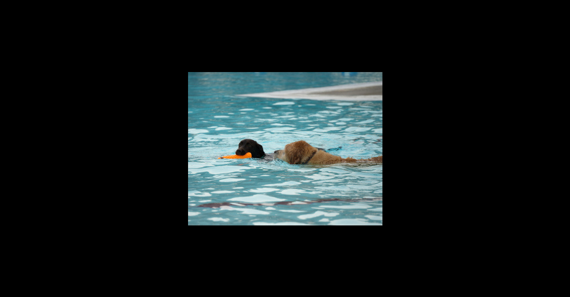 Alt Text for Image